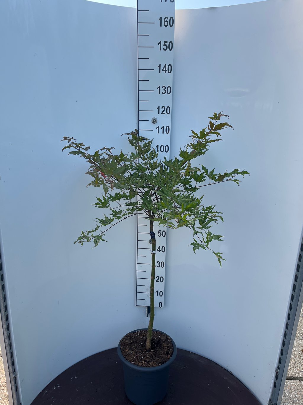 Acer pal. 'Shigitatsu-sawa' - 60 CM Stem C15